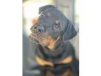 Adopt Chief a Rottweiler, Mixed Breed
