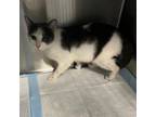 Adopt Suge a Domestic Short Hair