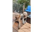Adopt Bruno & Teddy a Goldendoodle, Mixed Breed