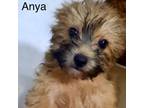 Adopt Anya a Yorkshire Terrier, Bichon Frise