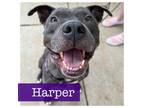 Adopt Harper a American Staffordshire Terrier