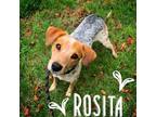 Adopt Rosita a Australian Cattle Dog / Blue Heeler, Terrier