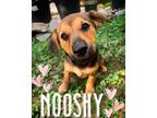Adopt Nooshy a Australian Cattle Dog / Blue Heeler, Terrier