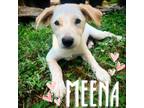 Adopt Meena a Australian Cattle Dog / Blue Heeler, Terrier