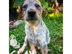 Adopt Clay a Australian Cattle Dog / Blue Heeler, Terrier