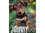 Adopt Johnny a Australian Cattle Dog / Blue Heeler, Terrier