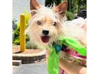 Adopt Missy (Evie) a Yorkshire Terrier
