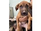 Adopt Lilly a Pit Bull Terrier, Mixed Breed
