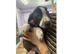 Adopt Wynonna a German Shorthaired Pointer, Mixed Breed