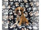 Boxer PUPPY FOR SALE ADN-419448 - Adorable AKC Boxer Puppy