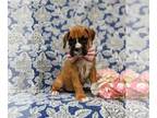 Boxer PUPPY FOR SALE ADN-419449 - Adorable AKC Boxer Puppy