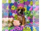Boxer PUPPY FOR SALE ADN-419450 - Adorable AKC Boxer Puppy