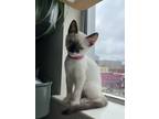 Adopt Poppy (Bonded With Kit) A Snowshoe, Siamese
