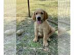 Golden Retriever PUPPY FOR SALE ADN-419446 - Golden Retriever Puppy