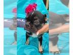French Bulldog PUPPY FOR SALE ADN-419501 - Adorable Frenchie from Europe