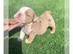 Bulldog PUPPY FOR SALE ADN-419825 - English Bulldog Puppies