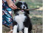 Bernedoodle PUPPY FOR SALE ADN-419784 - Rosie Pups