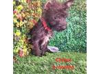 Adopt Chiqui a Terrier, Mixed Breed