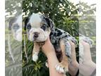 English Bulldog PUPPY FOR SALE ADN-419964 - English Bulldog Puppies