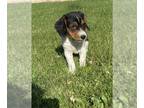 Beagle PUPPY FOR SALE ADN-419499 - Purebred beagle pups