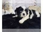 Shih Tzu PUPPY FOR SALE ADN-419854 - Rare blue eyes AKC females and Males