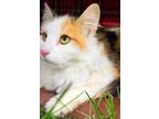 Adopt Coconut a Maine Coon, Domestic Long Hair
