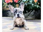 French Bulldog PUPPY FOR SALE ADN-419619 - Blue Merle