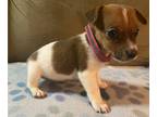 Jack Russell Terrier PUPPY FOR SALE ADN-419764 - Shortie Jacks