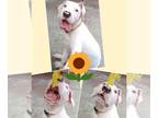 Dogo Argentino PUPPY FOR SALE ADN-419674 - Achilles and Skylars Litter