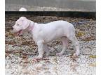 Dogo Argentino PUPPY FOR SALE ADN-419680 - Achilles and Skylars Litter