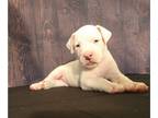 Dogo Argentino PUPPY FOR SALE ADN-419681 - Achilles and Skylars Litter