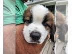 Saint Bernard PUPPY FOR SALE ADN-419770 - Saint Bernard Puppies