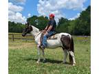 Registered Spotted Saddle Horse Gelding
