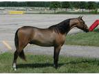 Gorgeous ASPCAMHR Bay Yearling Futurity nominated Show gelding