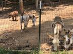 Gauging Interest Group of 5 Registered Mini Donkeys