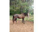 Tennessee Walking Horse for Sale