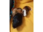 Adopt Tucker a Guinea Pig small animal in Williston, FL (35177959)