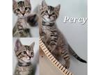 Adopt Percy a Brown Tabby Domestic Shorthair (short coat) cat in Cambridge