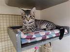 Odie, Domestic Shorthair For Adoption In Sumter, South Carolina