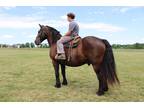 George 13 yr old Percheron gelding Been in parades on trails