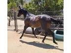 2020 Thoroughbred Colt Racing Jumping