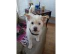 Adopt Caesar a West Highland White Terrier / Westie, Norwich Terrier