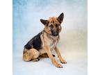 Adopt 178 a German Shepherd Dog