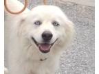 Adopt 189 a Great Pyrenees