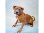 Adopt Pen 106 a Pit Bull Terrier