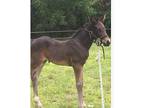 Filly for sale