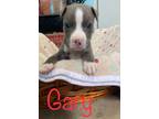 Adopt Gary a Pit Bull Terrier