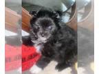 Pomeranian PUPPY FOR SALE ADN-420223 - Karma female pom