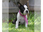 Boston Terrier PUPPY FOR SALE ADN-420217 - Kelly