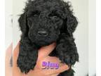Goldendoodle PUPPY FOR SALE ADN-420466 - F1b Standard Goldendoodle black